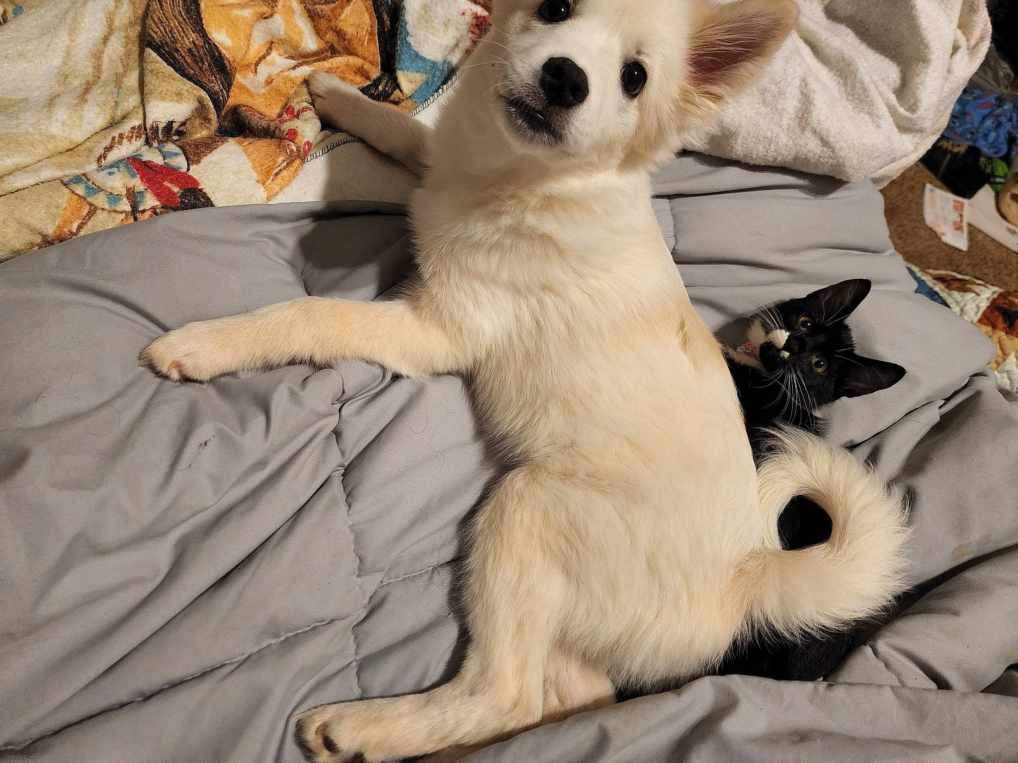 Skaði joined the competition — help win amazing prizes! carnivore, cat, collar, comfort, companion_dog, dog, dog_breed, domestic_short_haired_cat, fawn, felidae, fur, mammal, paw, small_to_medium_sized_cats, snout, stuffed_toy, tail, terrestrial_animal, vertebrate, whiskers