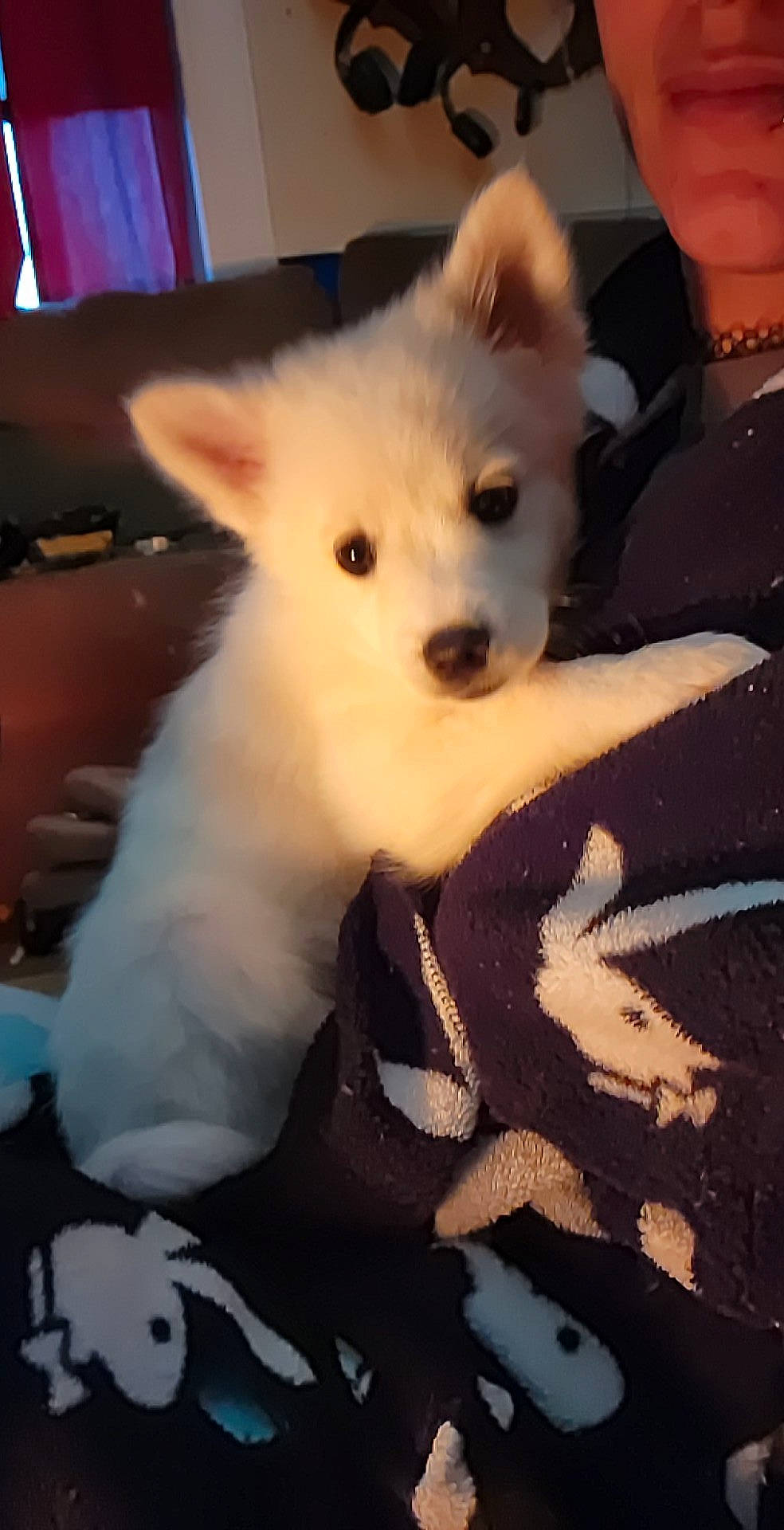 Skaði joined the competition — help win amazing prizes! canidae, carnivore, companion_dog, curtain, dog, dog_breed, ear, eye, fawn, fur, iris, jaw, samoyed, snout, spitz, sporting_group, toy_dog, volpino_italiano, whiskers, working_animal