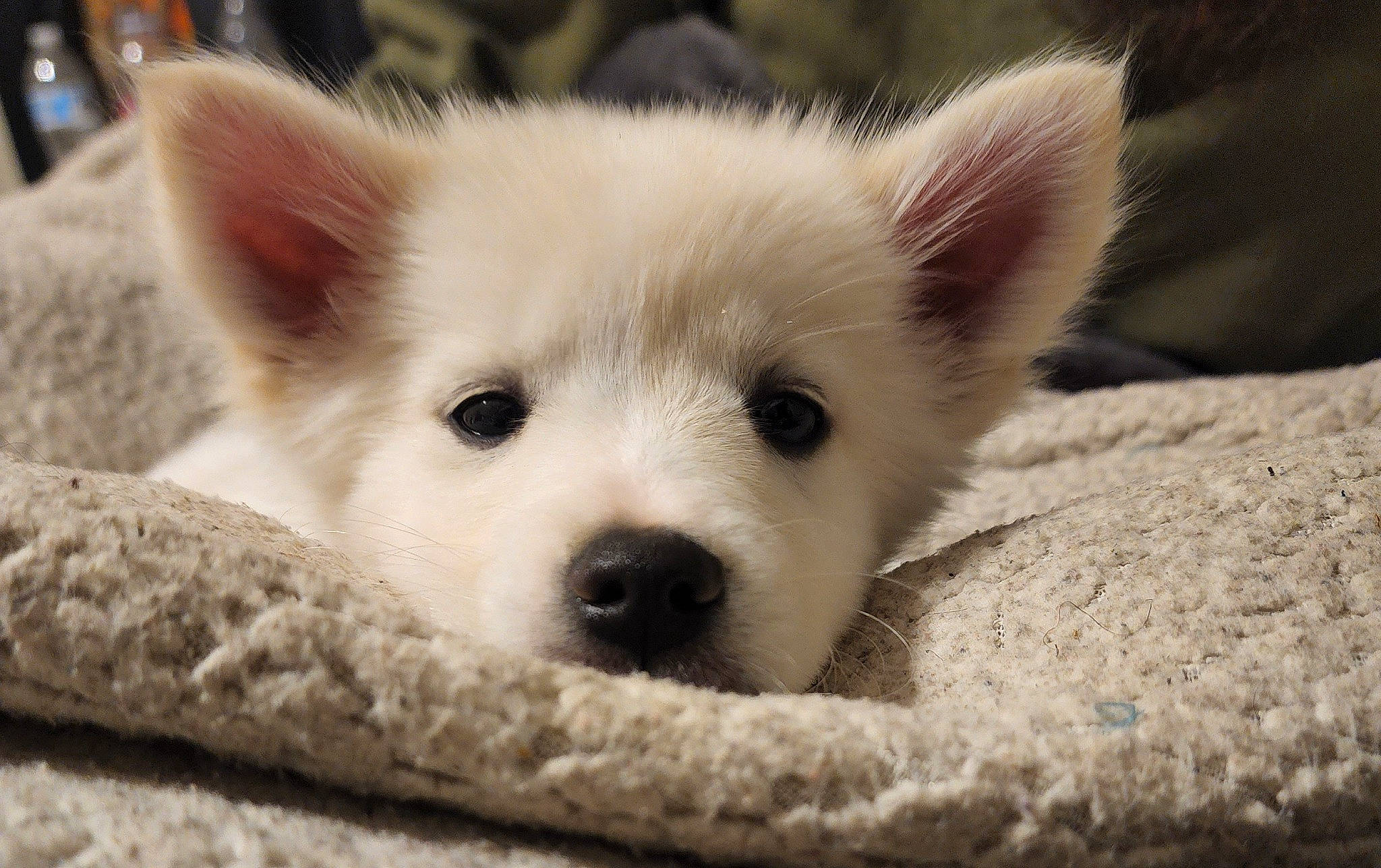 Skaði is registered to the contest to win money with this photo: canidae, canis, carnivore, companion_dog, dog, dog_breed, eye, fawn, fur, german_spitz_mittel, japanese_spitz, puppy, samoyed, spitz, sporting_group, terrestrial_animal, volpino_italiano, whiskers, working_animal, working_dog