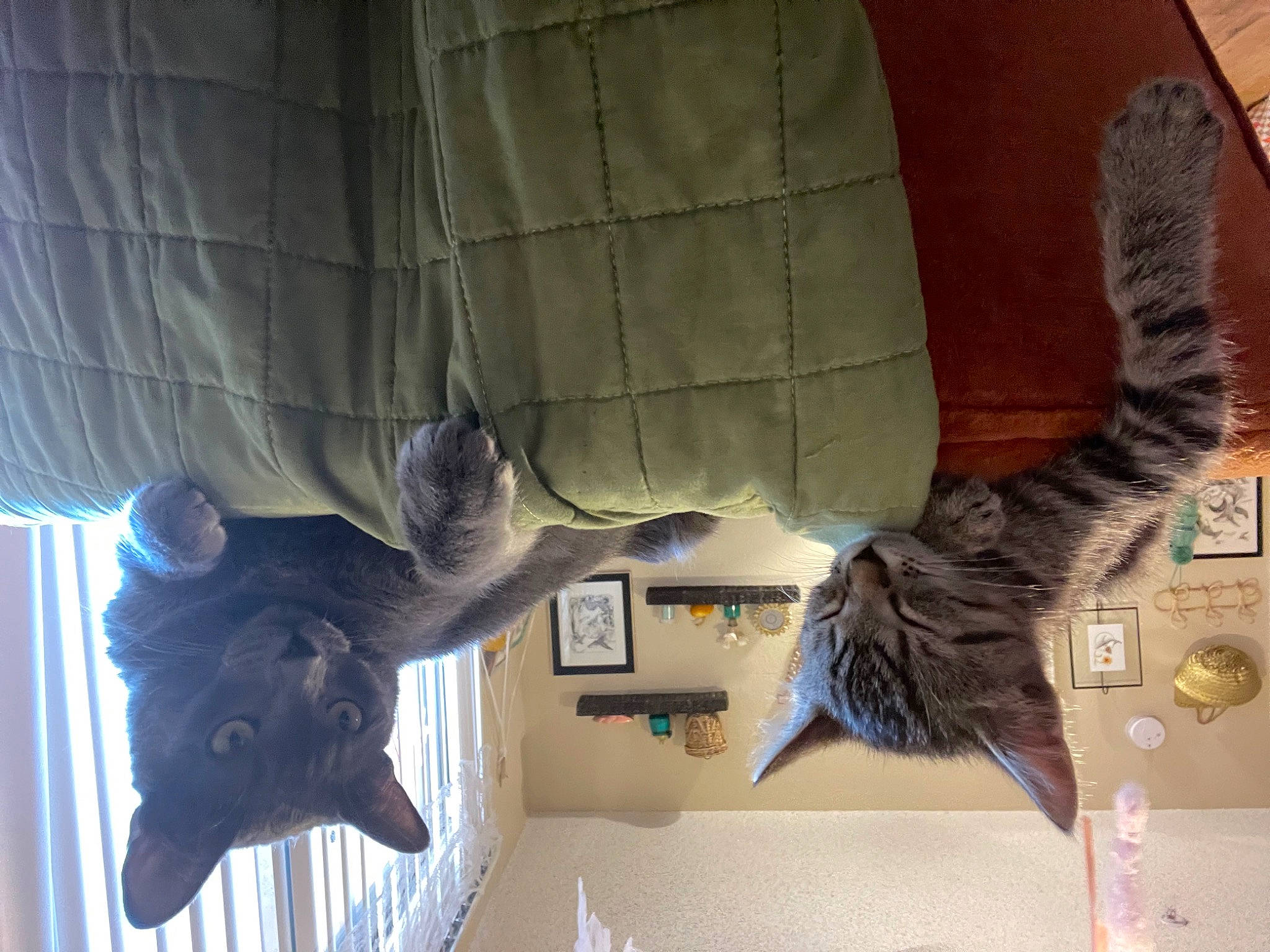 Thunder joined the competition — help win amazing prizes! bat, cat, comfort, felidae, fur, room, small_to_medium_sized_cats, sporting_group, tail, whiskers