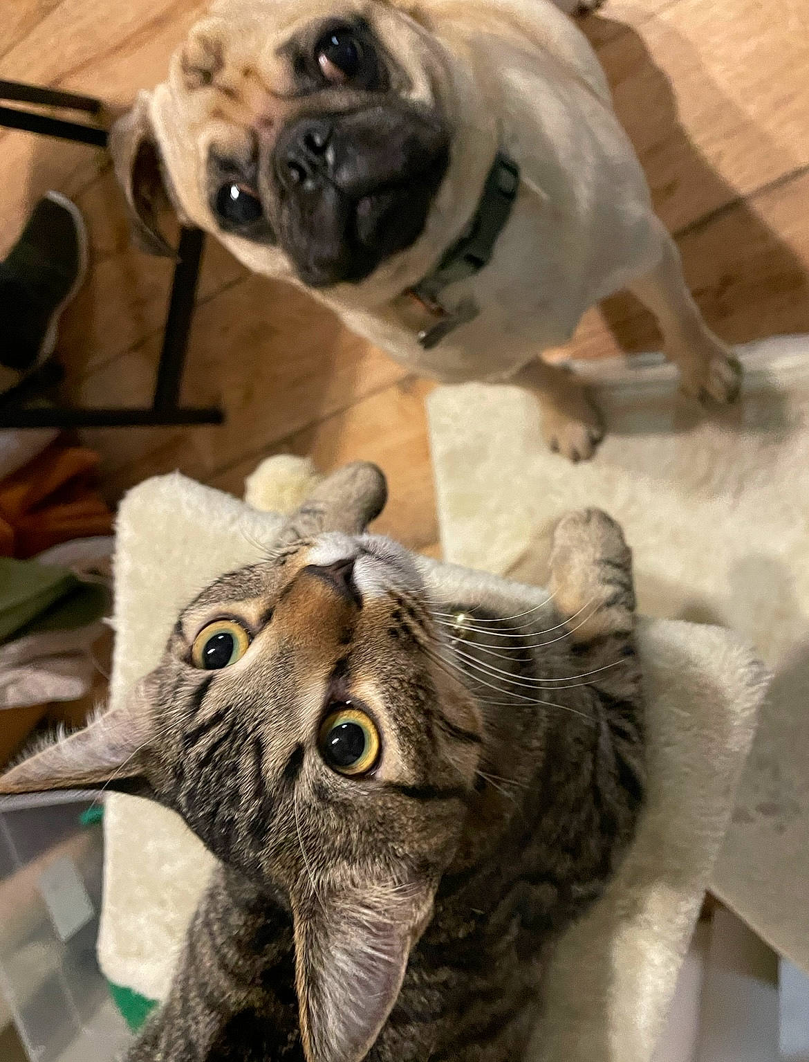 Thunder joined the competition — help win amazing prizes! carnivore, cat, claw, companion_dog, dog, dog_breed, domestic_short_haired_cat, fawn, felidae, fur, mammal, pug, small_to_medium_sized_cats, snout, tail, terrestrial_animal, toy_dog, vertebrate, whiskers, wrinkle