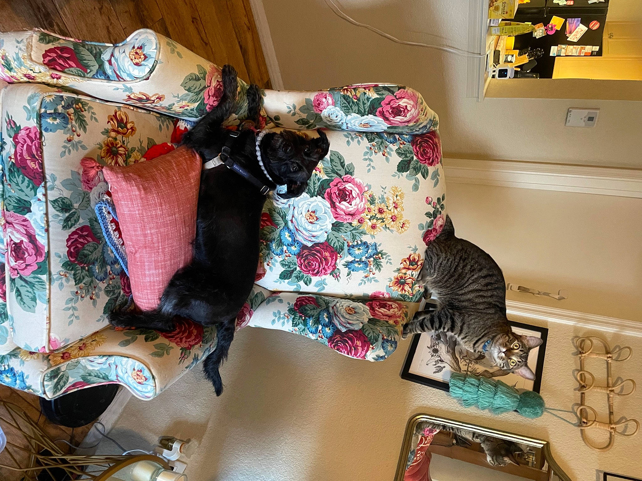 Thunder is registered to the contest to win money with this photo: craft, creative_arts, fashion_accessory, fashion_design, felidae, flooring, fur, hat, house, interior_design, linens, magenta, motif, pattern, product, room, thread, visual_arts, wool, woolen