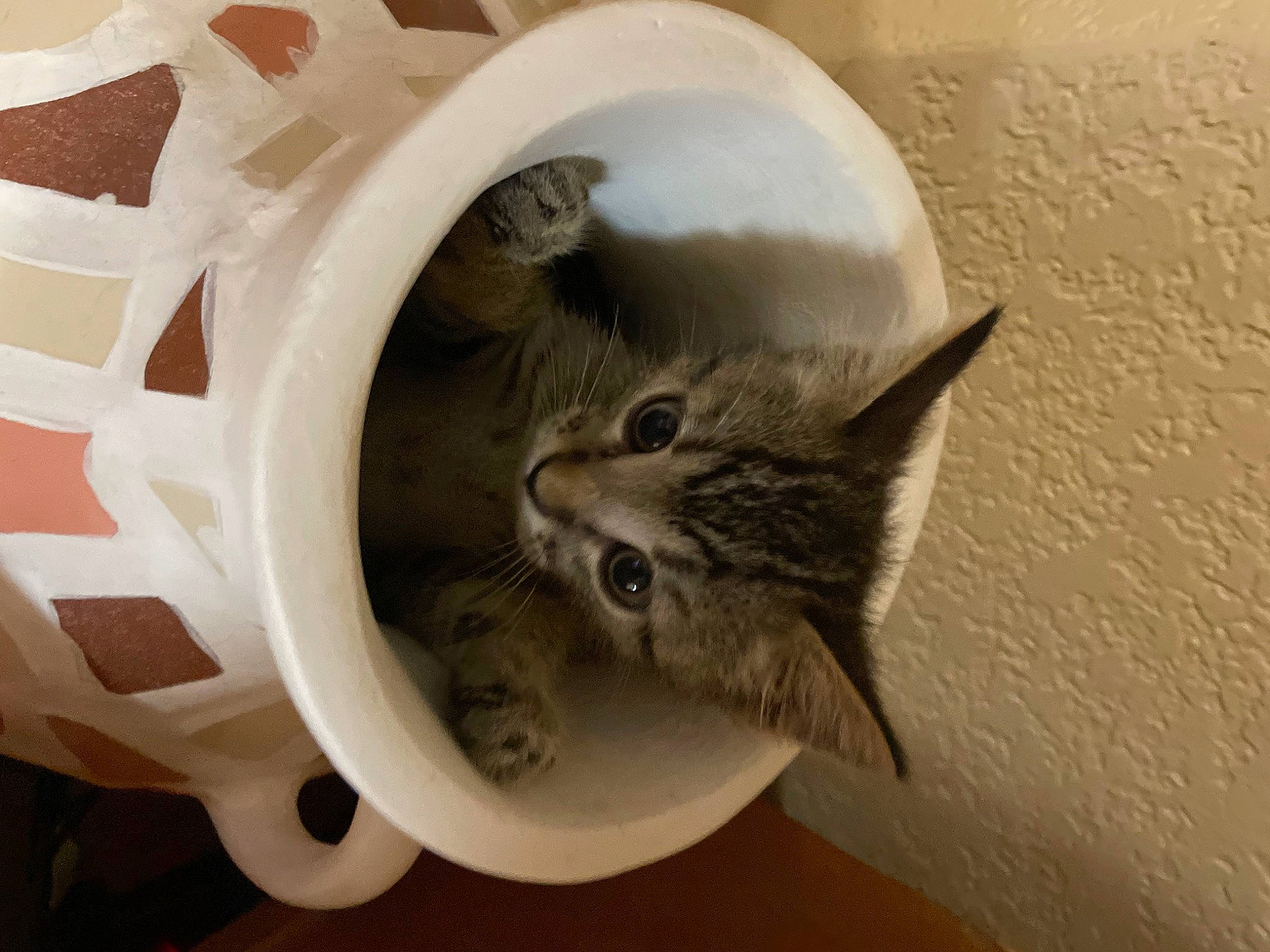 Thunder joined the competition — help win amazing prizes! carnivore, cat, cat_bed, cat_supply, circle, domestic_short_haired_cat, fawn, felidae, fur, grey, musical_instrument, paw, plant, small_to_medium_sized_cats, snout, tail, whiskers, wood