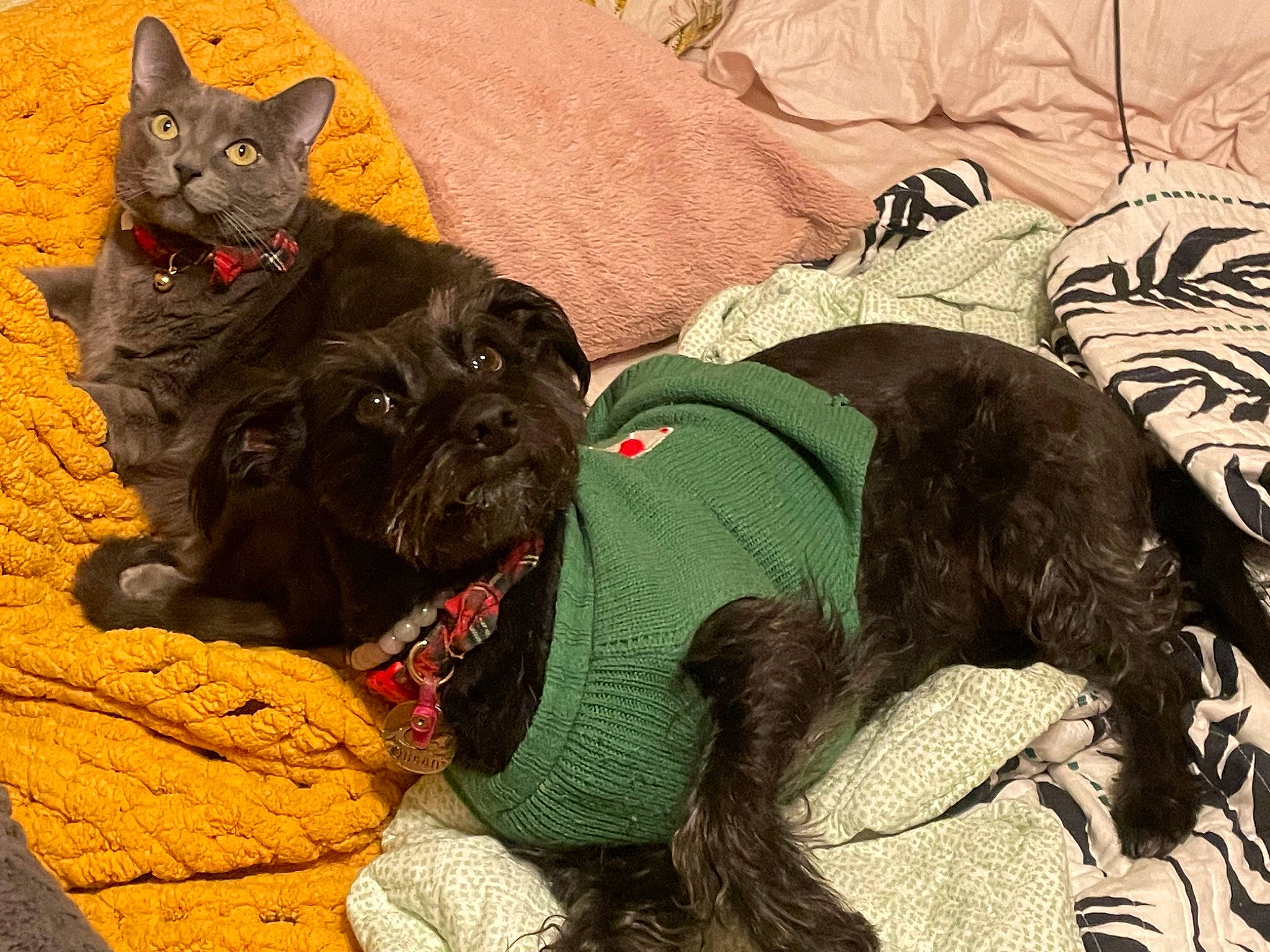Ocean is registered to the contest to win money with this photo: carnivore, cat, collar, comfort, companion_dog, dog, dog_breed, dog_collar, domestic_short_haired_cat, fawn, felidae, fur, liver, mammal, small_to_medium_sized_cats, snout, sporting_group, tail, whiskers, working_animal