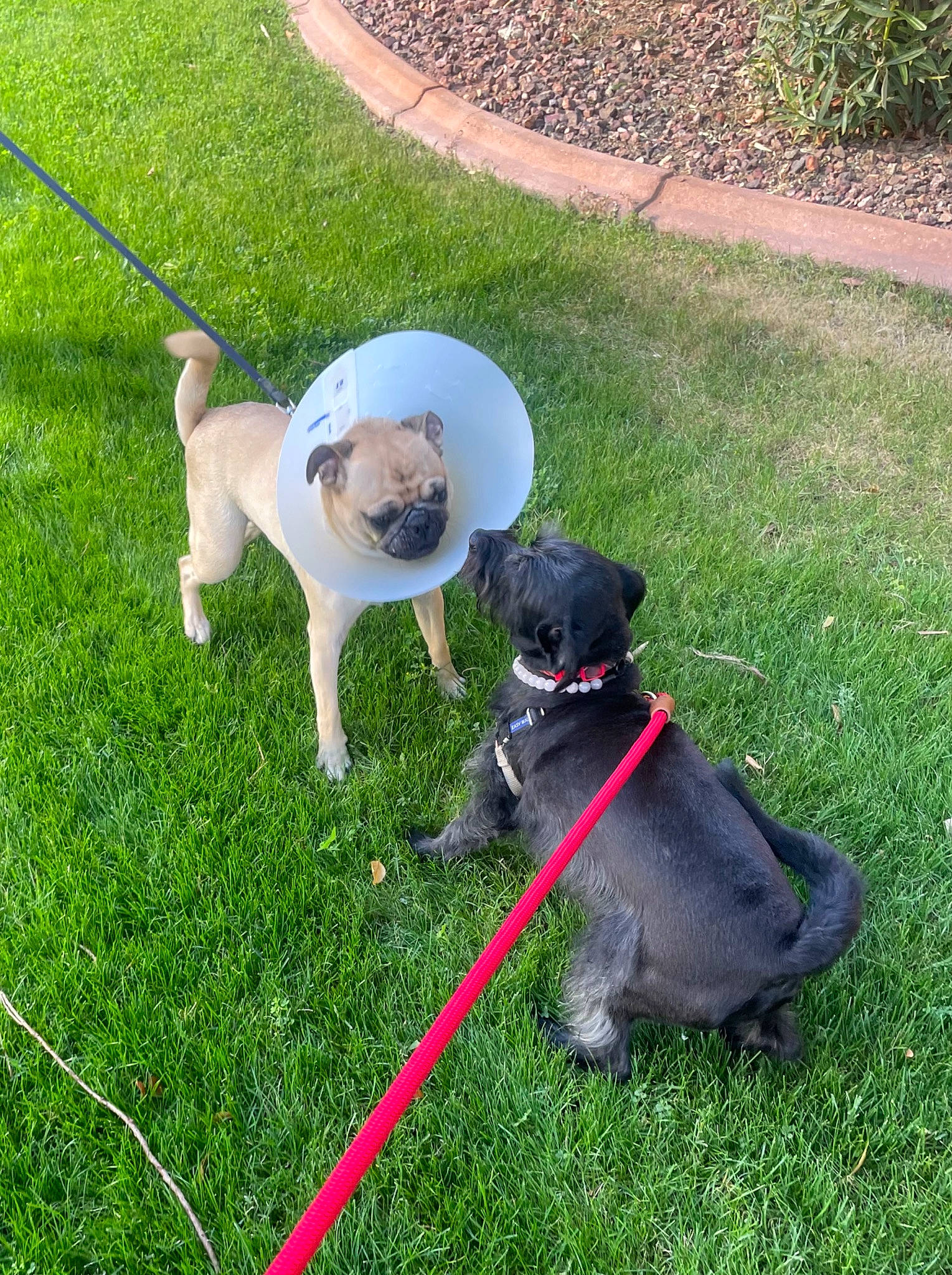 Ocean is registered to the contest to win money with this photo: carnivore, collar, companion_dog, dog, dog_breed, dog_collar, fashion_accessory, fawn, garden_hose, grass, hose, lawn, leash, pet_supply, plant, shrub, sporting_group, tail, working_animal, yard
