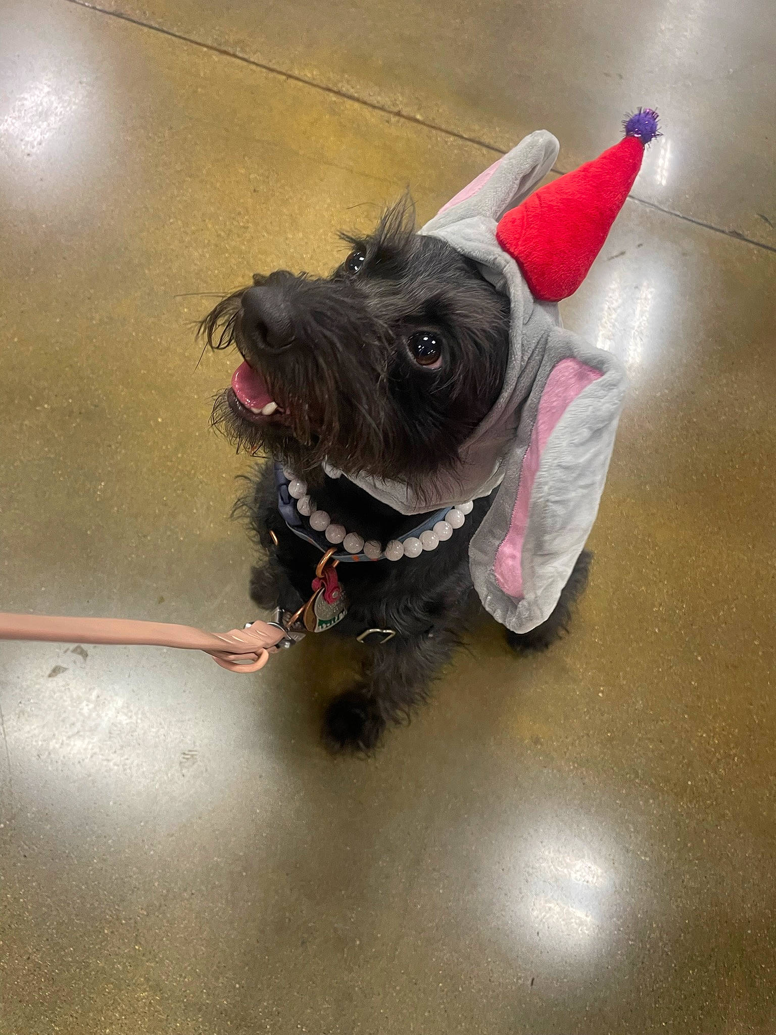 Ocean joined the competition — help win amazing prizes! canidae, carnivore, collar, companion_dog, dog, dog_breed, dog_collar, dog_supply, fawn, floor, flooring, foot, leash, paw, pet_supply, snout, sporting_group, tail, toy_dog, working_animal