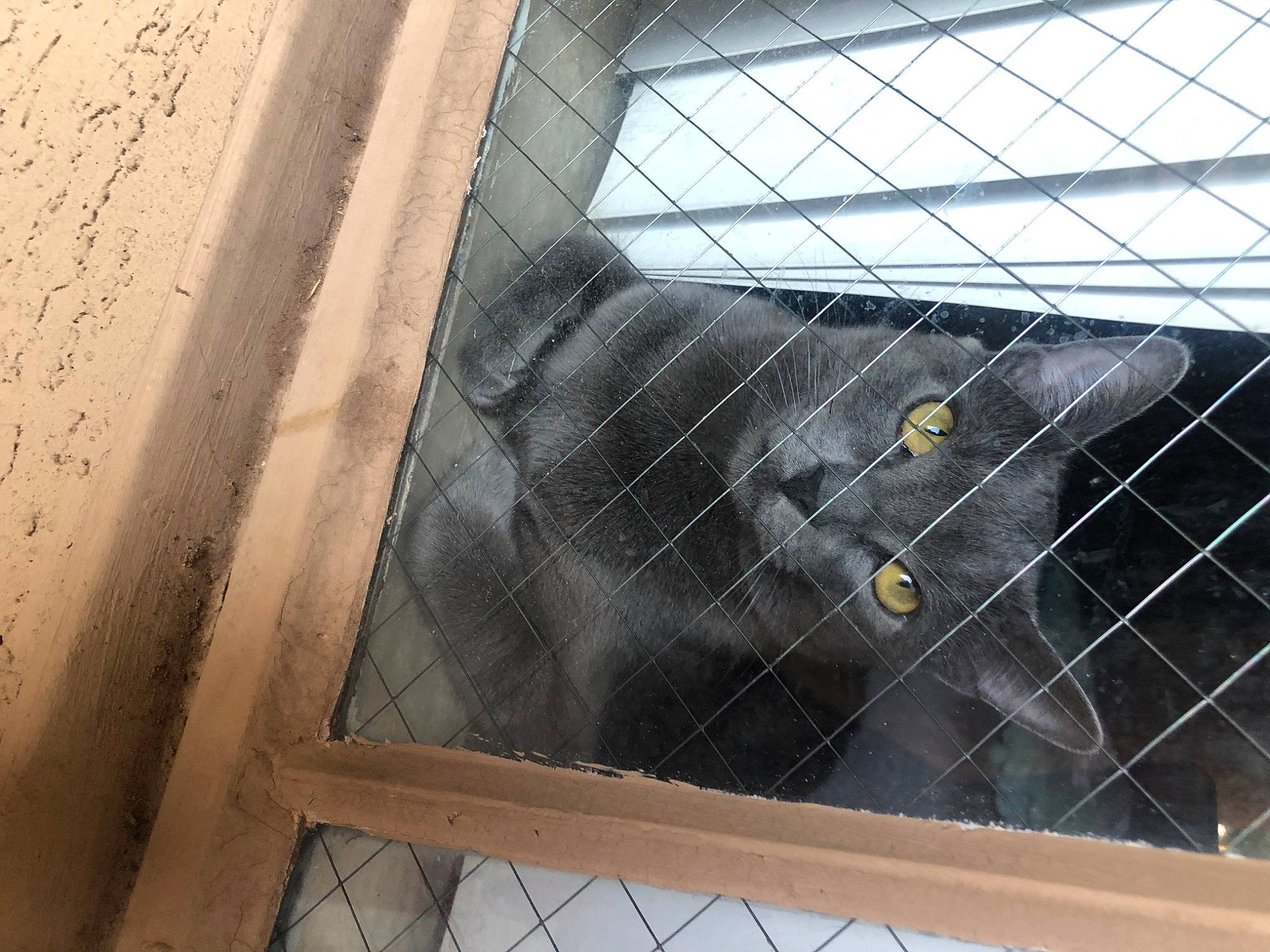 Stormy is registered to the contest to win money with this photo: animal_shelter, cage, carnivore, cat, domestic_short_haired_cat, felidae, fur, grey, kennel, mesh, metal, pet_supply, service, small_to_medium_sized_cats, snout, tail, terrestrial_animal, whiskers, wildlife, wood