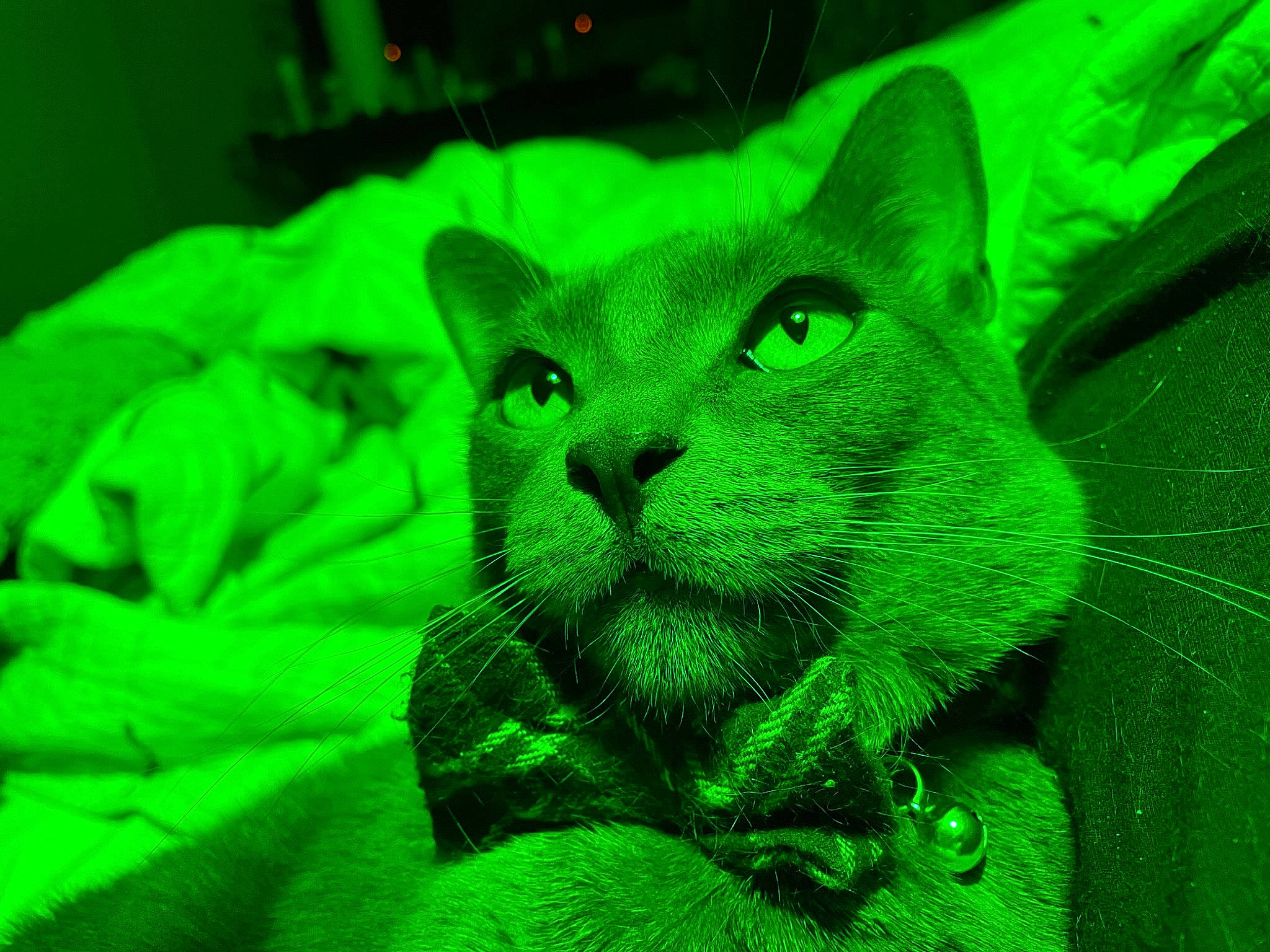 Stormy is registered to the contest to win money with this photo: carnivore, cat, domestic_short_haired_cat, electric_blue, felidae, fur, grass, groundcover, leaf, sitting, small_to_medium_sized_cats, snout, terrestrial_animal, terrestrial_plant, whiskers, wildlife