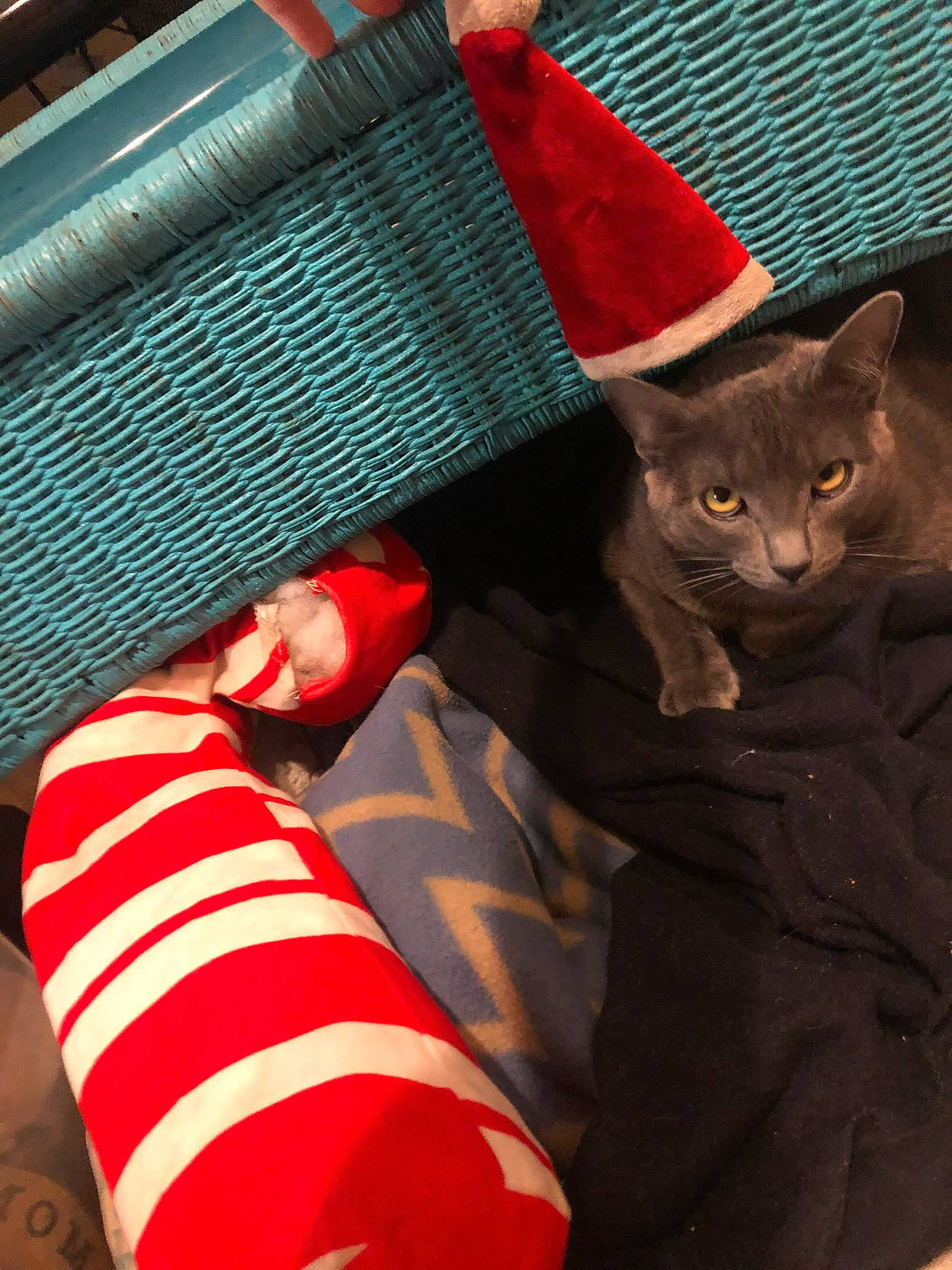 Stormy joined the competition — help win amazing prizes! black_cat, carmine, carnivore, cat, christmas, comfort, costume_hat, domestic_short_haired_cat, electric_blue, fashion_accessory, felidae, fur, human_leg, lap, linens, magenta, pattern, small_to_medium_sized_cats, tail, whiskers