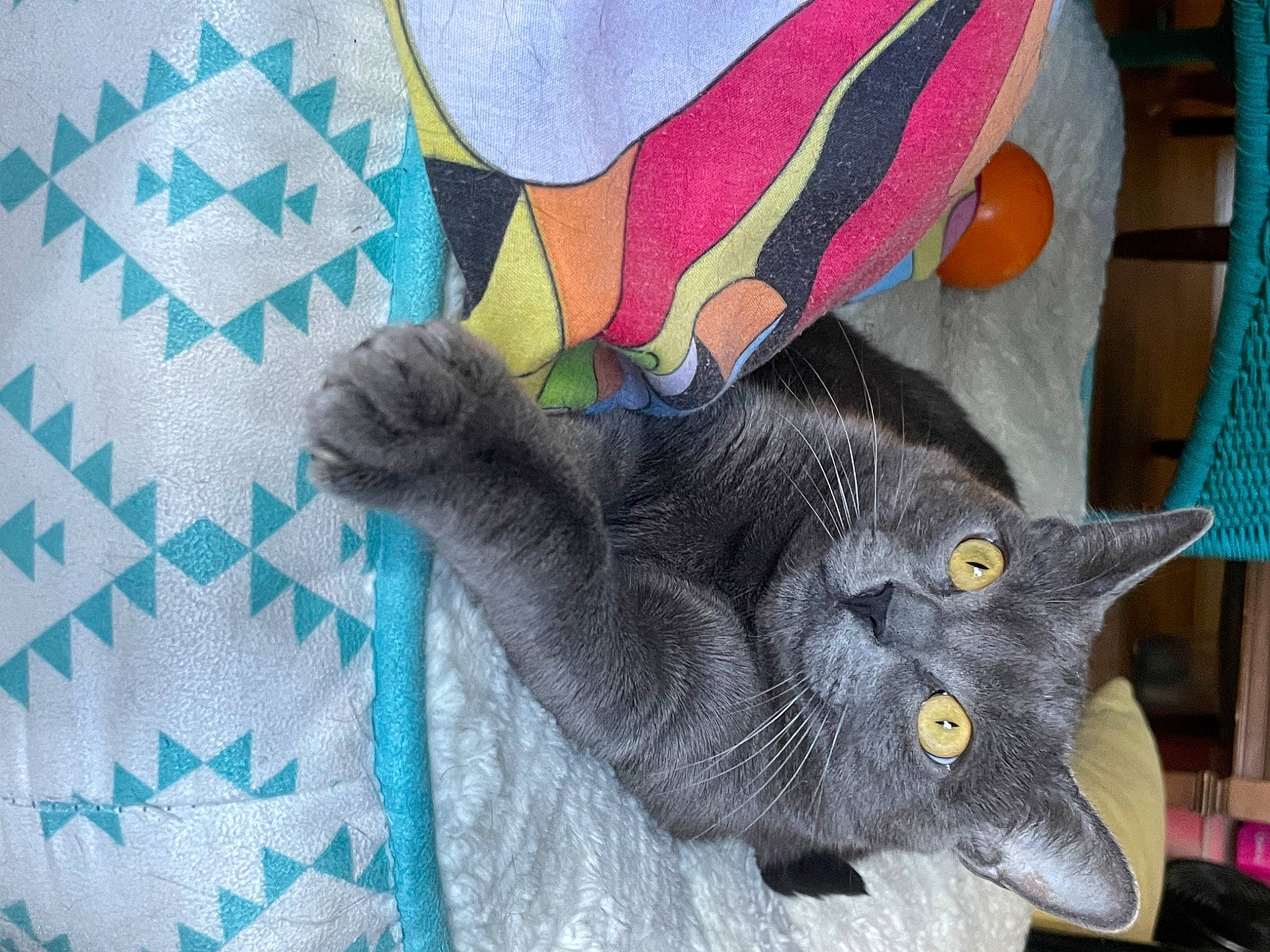 Stormy joined the competition — help win amazing prizes! black_cat, carnivore, cat, claw, domestic_short_haired_cat, electric_blue, felidae, fur, grey, linens, pattern, russian_blue, small_to_medium_sized_cats, tail, whiskers