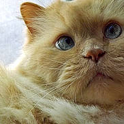 Gizmo is registered to the contest to win money with this photo: