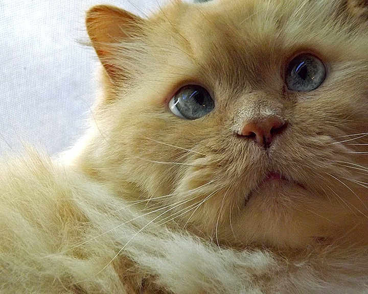 Gizmo is registered to the contest to win money with this photo: