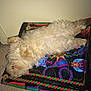 Gizmo is registered to the contest to win money with this photo: