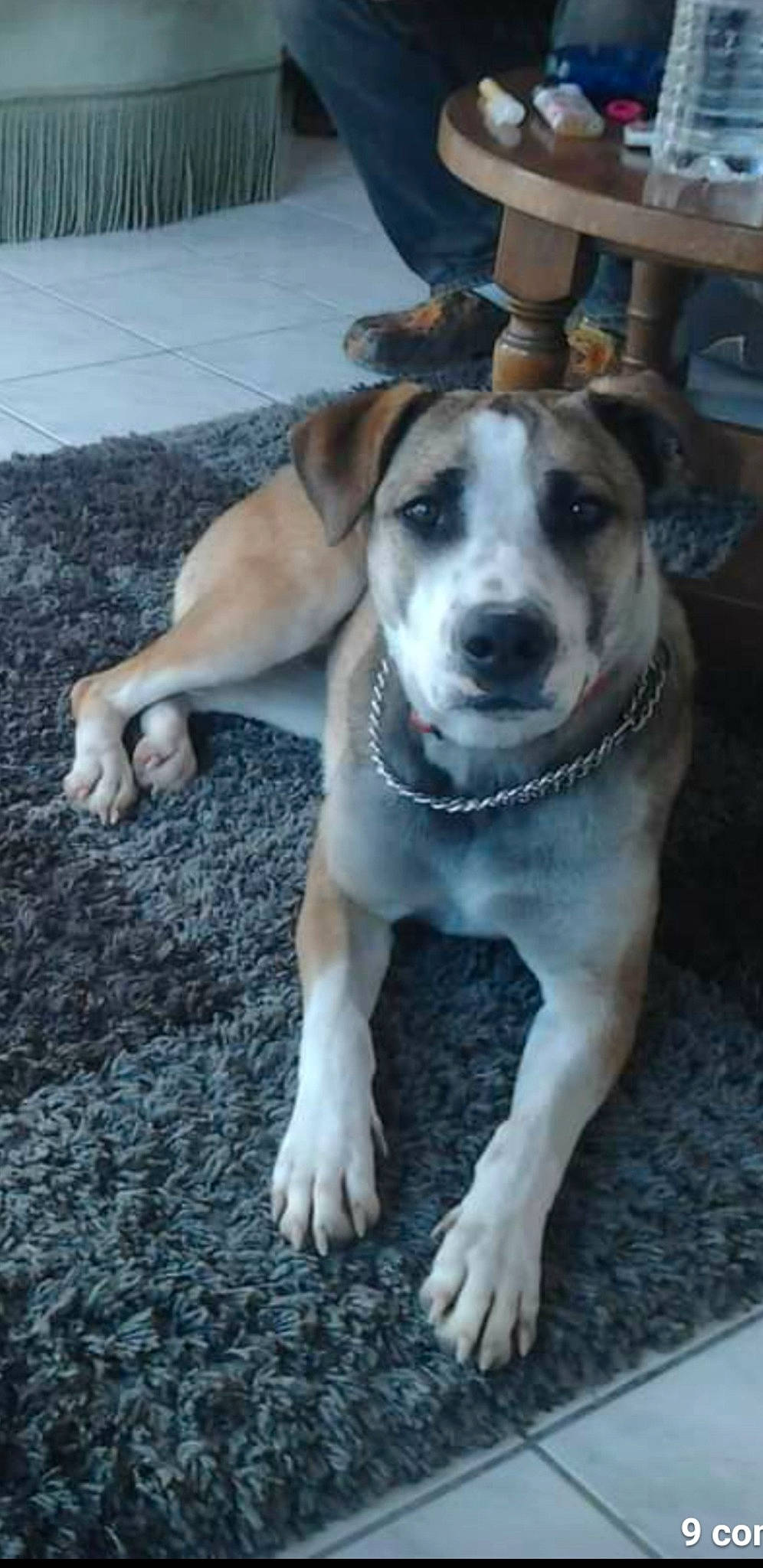 Douce a rejoint le concours — aidez-le/la à gagner de superbes lots ! canidae, carnivore, collar, companion_dog, dog, dog_breed, dog_collar, fawn, flooring, fur, guard_dog, non_sporting_group, paw, road_surface, snout, sporting_group, tail, whiskers, working_animal, working_dog