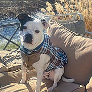 Bronx is registered to the contest to win money with this photo: dog, plaid_jacket, cushion, outdoor, bench, sunlight, grass, frost, pet, canine, animal, winter, nature, portrait, sitting, fence, daylight, ears, white, black