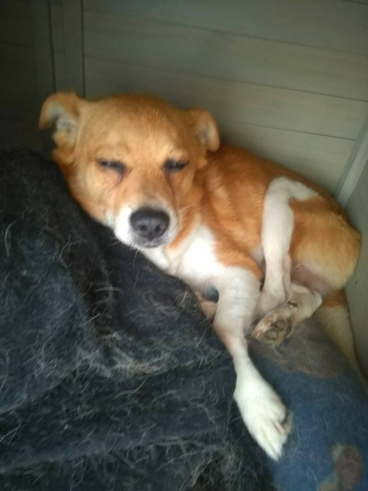 Body a rejoint le concours — aidez-le/la à gagner de superbes lots ! aspin, basenji, canidae, carnivore, carolina_dog, companion_dog, corgi_chihuahua, dog, dog_breed, fawn, feist, mammal, miniature_fox_terrier, plummer_terrier, potcake_dog, rare_breed_dog, snout, street_dog, treeing_feist, vertebrate