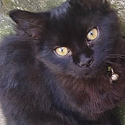Bess a rejoint le concours — aidez-le/la à gagner de superbes lots ! animal, bell, black_cat, cat, close_up, collar, curious, domestic_cat, feline, fluffy, fur, ground, hose, looking_up, outdoor, pet, sitting, texture, whiskers, yellow_eyes