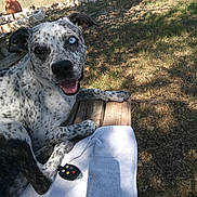 Arryah joined the competition — help win amazing prizes! dog, spotted_dog, heterochromia, blue_eye, brown_eye, wooden_bench, white_towel, outdoor, grass, rocks, sunlight, shadow, pet, animal, tongue_out, playful, fence, nature, canine, happy