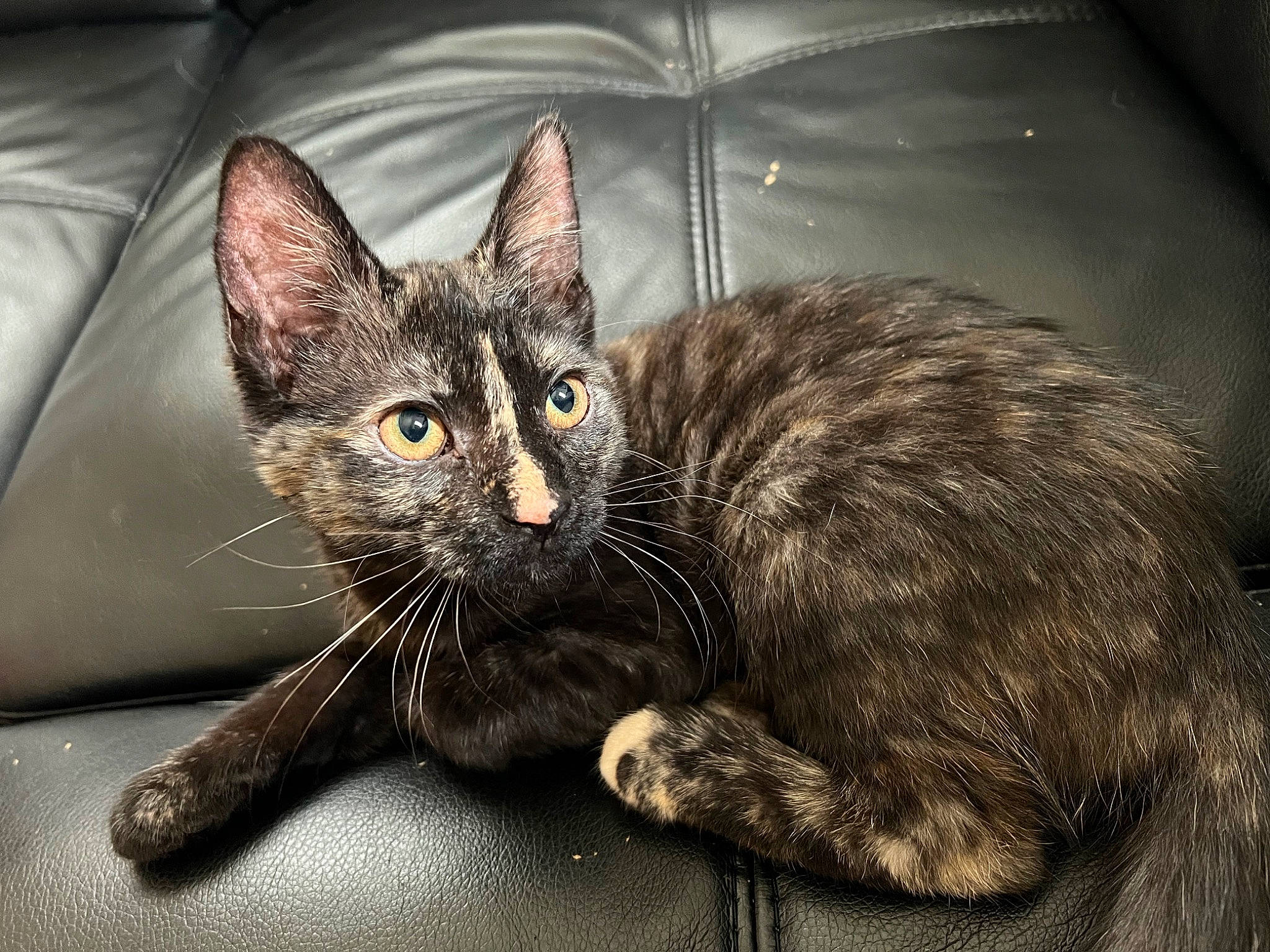 Ember joined the competition — help win amazing prizes! carnivore, cat, claw, comfort, domestic_short_haired_cat, felidae, fur, paw, sitting, small_to_medium_sized_cats, snout, tail, terrestrial_animal, whiskers, window