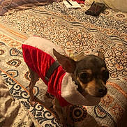 Dulce joined the competition — help win amazing prizes! animal, bed, blanket, christmas_outfit, cord, costume, cute, dog, domestic_animal, ears, fur, furniture, indoor, looking, patterned_bedspread, pet, phone, pillow, red_clothing, small_dog