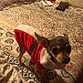 animal, bed, blanket, christmas_outfit, cord, costume, cute, dog, domestic_animal, ears, fur, furniture, indoor, looking, patterned_bedspread, pet, phone, pillow, red_clothing, small_dog