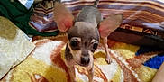 Dulce is registered to the contest to win money with this photo: animal, bedding, bedroom, blanket, carpet, chihuahua, companion, curious, cute, dog, domestic_animal, ears, floor, fur, furry, indoor, pet, small_dog, standing, tail
