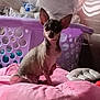 animal, chihuahua, companion, cushion, cute, dog, domestic_animal, ears, fabric, fur, home, indoor, laundry_basket, pet, pink, plastic_bag, portrait, purple, sitting, small_dog