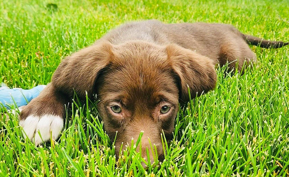 Freya joined the competition — help win amazing prizes! canidae, carnivore, companion_dog, dog, dog_breed, fawn, grass, grassland, groundcover, gun_dog, liver, pasture, plant, prairie, puppy, snout, sporting_group, terrestrial_animal, whiskers, working_animal