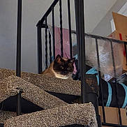 Bean joined the competition — help win amazing prizes! cat, siamese_cat, staircase, carpet, railing, indoor, pet, animal, feline, box, household, looking, resting, black, brown, white, curious, home, stairs, metal