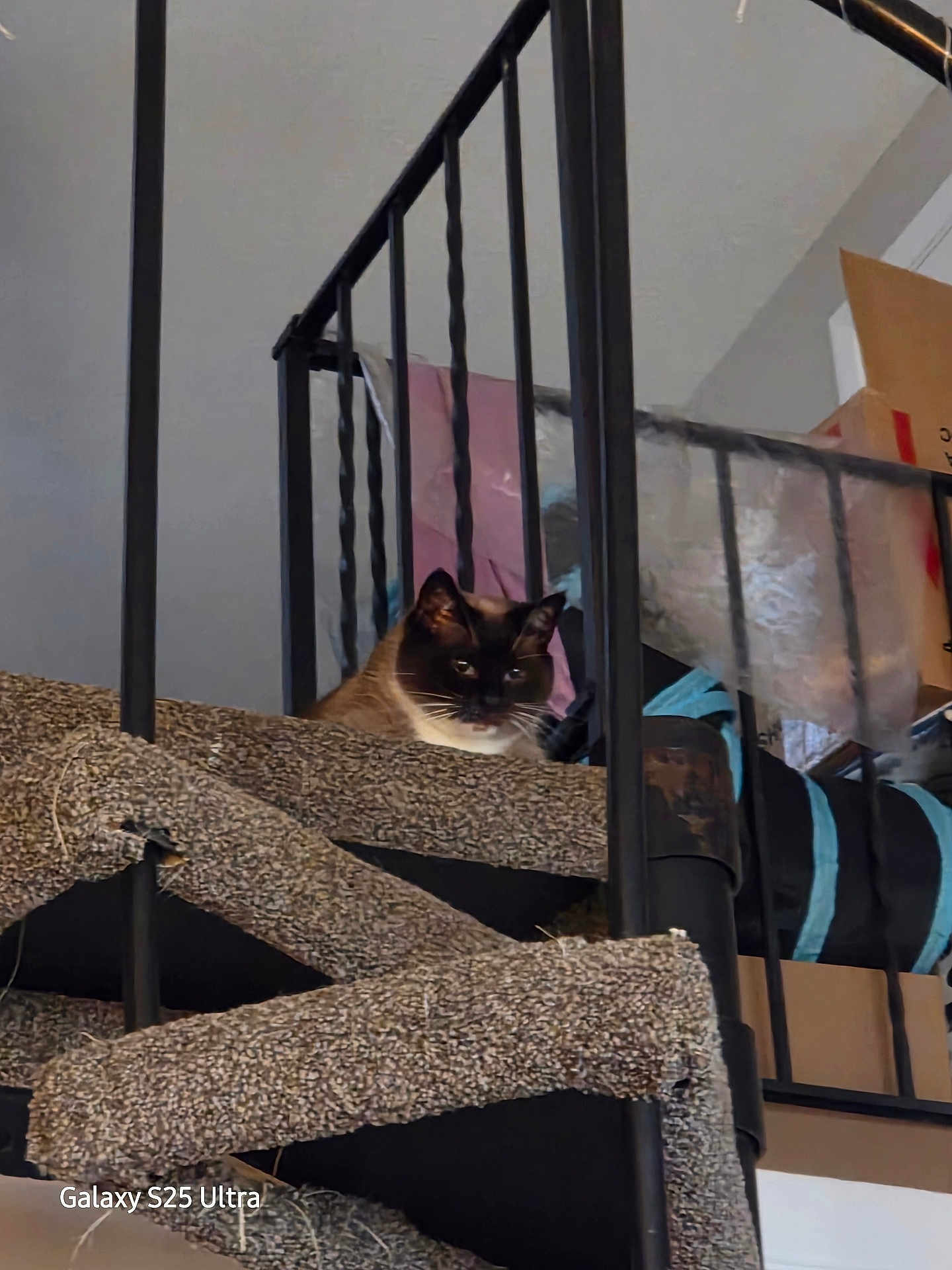 Bean joined the competition — help win amazing prizes! cat, siamese_cat, staircase, carpet, railing, indoor, pet, animal, feline, box, household, looking, resting, black, brown, white, curious, home, stairs, metal