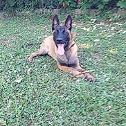 Laika participe au concours pour gagner de l'argent avec cette photo :