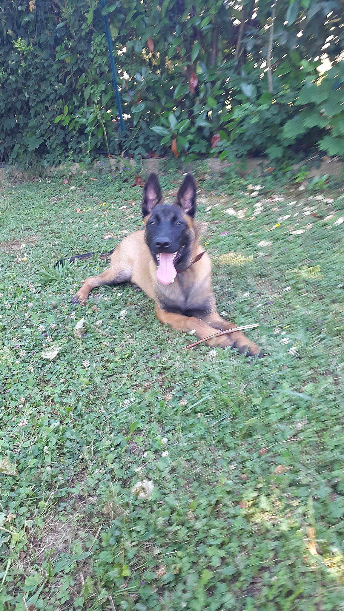 Laika