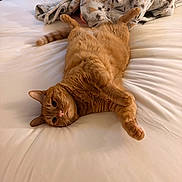 Chili is registered to the contest to win money with this photo: cat, ginger_cat, pet, bed, blanket, indoor, feline, sleeping, relaxed, cozy, fur, whiskers, cute, animal, domestic, resting, soft, comfort, lying_down, orange
