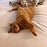 cat, ginger_cat, pet, bed, blanket, indoor, feline, sleeping, relaxed, cozy, fur, whiskers, cute, animal, domestic, resting, soft, comfort, lying_down, orange