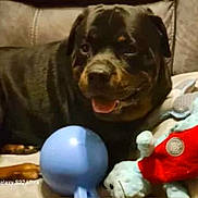 Adonis God Of Love joined the competition — help win amazing prizes! rottweiler, puppy, dog, toy, ball, stuffed_animal, couch, indoor, pet, animal, mammal, playful, happy, brown, black, fur, cute, domestic_animal, relaxing, companion
