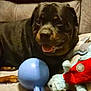 rottweiler, puppy, dog, toy, ball, stuffed_animal, couch, indoor, pet, animal, mammal, playful, happy, brown, black, fur, cute, domestic_animal, relaxing, companion