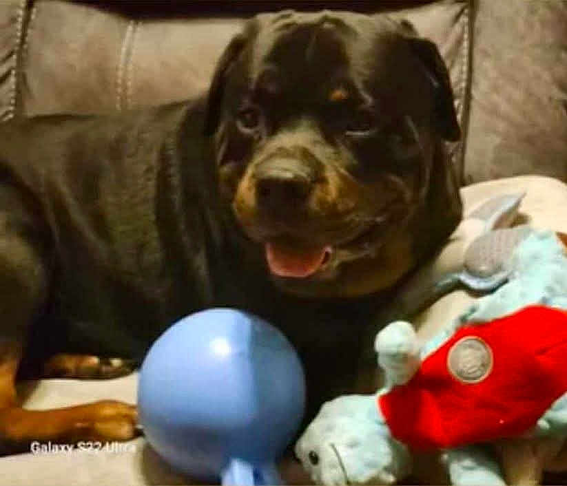 Adonis God Of Love joined the competition — help win amazing prizes! rottweiler, puppy, dog, toy, ball, stuffed_animal, couch, indoor, pet, animal, mammal, playful, happy, brown, black, fur, cute, domestic_animal, relaxing, companion