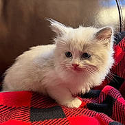 Callisto joined the competition — help win amazing prizes! kitten, cat, fluffy, white_cat, blue_eyes, blanket, red_and_black, checkered_pattern, leather_couch, indoor, pet, animal, cute, small, furry, resting, cozy, curious, soft_lighting, domestic