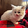 kitten, cat, fluffy, white_cat, blue_eyes, blanket, red_and_black, checkered_pattern, leather_couch, indoor, pet, animal, cute, small, furry, resting, cozy, curious, soft_lighting, domestic