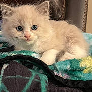 Callisto is registered to the contest to win money with this photo: animal, blanket, blue_eyes, cat, cozy, cream_colored, curious, cute, domestic, fluffy, fur, furniture, indoor, kitten, leather_chair, pet, portrait, resting, small, young