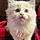 Callisto