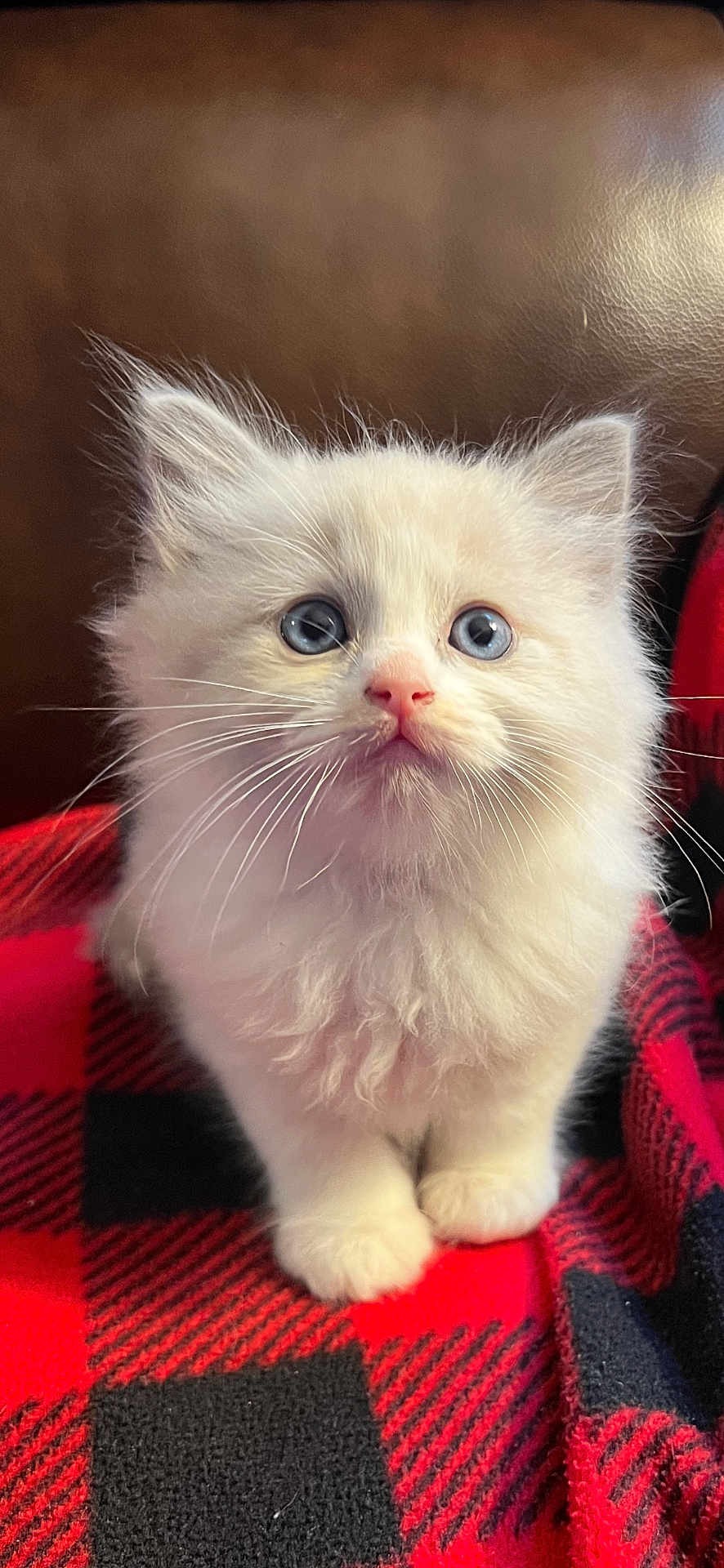 Callisto is registered to the contest to win money with this photo: kitten, cat, fluffy, white_fur, blue_eyes, cute, pet, animal, indoor, blanket, red, black, checkered, cozy, fur, whiskers, small, young, domestic_cat, curious