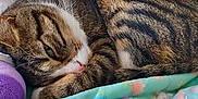 Rocket a rejoint le concours — aidez-le/la à gagner de superbes lots ! animal, cat, cozy, cute, cute_animal, domestic_animal, fur, indoor, nap, pet, plush_toy, quilt, relaxed, resting, sleeping, soft, striped, tabby, unicorn, whiskers