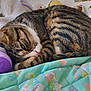 animal, cat, cozy, cute, cute_animal, domestic_animal, fur, indoor, nap, pet, plush_toy, quilt, relaxed, resting, sleeping, soft, striped, tabby, unicorn, whiskers