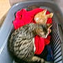 animal, blue_cloth, blurred, cat, cats, cozy, cute, domestic_animal, feline, fur, ginger_cat, indoor, laundry_basket, pet, red_cloth, relaxing, resting, sleeping, soft, striped_cat