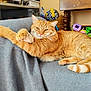 Ryu participe au concours pour gagner de l'argent avec cette photo : cat, comfortable, couch, cozy, domestic, family_photo, feline, fur, gray_blanket, homedecor, indoor, orange_tabby, paw, pet, relaxed, stretching, tail, toys, whiskers, wooden_table