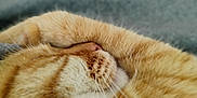 Ryu participe au concours pour gagner de l'argent avec cette photo : blanket, cat, closeup, cozy, cute, domestic_animal, feline, fur, indoor, mammal, napping, orange_cat, paw, pet, relaxation, resting, sleeping, soft, tabby, whiskers
