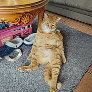 Ryu a rejoint le concours — aidez-le/la à gagner de superbes lots ! animal, cat, couch, cozy, cute, decorative_box, domestic, feline, floor_tiles, fur, home, indoor, living_room, orange_tabby, pet, relaxed, resting, rug, slippers, wooden_table