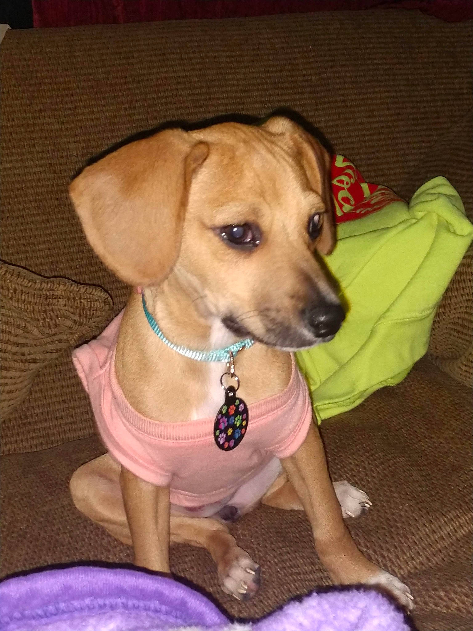 Maple is registered to the contest to win money with this photo: beagador, black_mouth_cur, canidae, carnivore, collar, companion_dog, dog, dog_breed, dog_collar, fawn, mammal, potcake_dog, puppy, rare_breed_dog, rhodesian_ridgeback, snout, vertebrate, whiskers