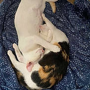 Kitty is registered to the contest to win money with this photo: animal, blanket, calico_cat, calm, cat, cats, close, comfort, companion, cozy, cute, fur, indoor, napping, pets, relaxation, resting, sleeping, soft, white_cat